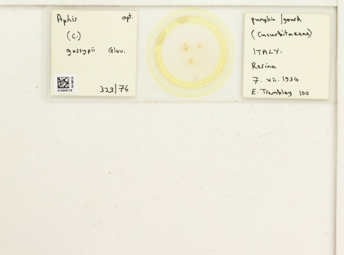 NHM_Digitise's tweet image. It's #pumpkin season ✨🎃👻
 
These aphids were found on pumpkins and collected for @NHM_London. They are part of our grand project to digitise our #Aphidoidea collection. 

It's the largest microscope slide collection in the museum and you can explore it all on our #dataportal.
