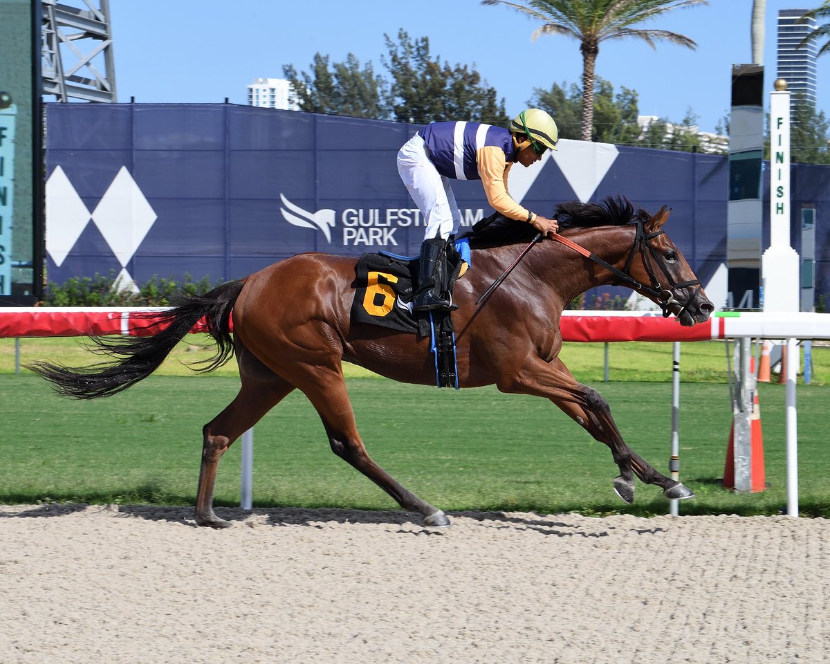 #16Oct Wicked Genius 

Jockey: Miguel Angel Vásquez 
Trainer: J Kent Sweezey 
Owners: Northeast Racing LLC / J Kent Sweezey 

#GulfstreamPark Sunday, October 15, 2023 #SunshineMeet 

📸 @coglianesephoto