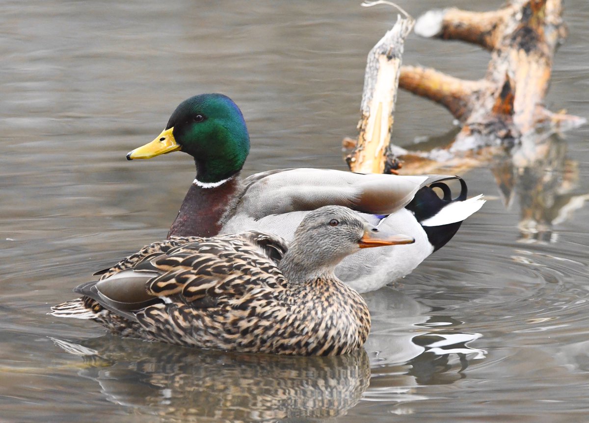 Happy Mallard Monday!!! 

Nikon D500
Sigma 150-600mm

#godscreation #mallards #mallardduck #ducksunlimited #waterfowl #waterfowlphotography #birding #birds #birdphotography #nikond500 #nikonbirds #nikonphotography