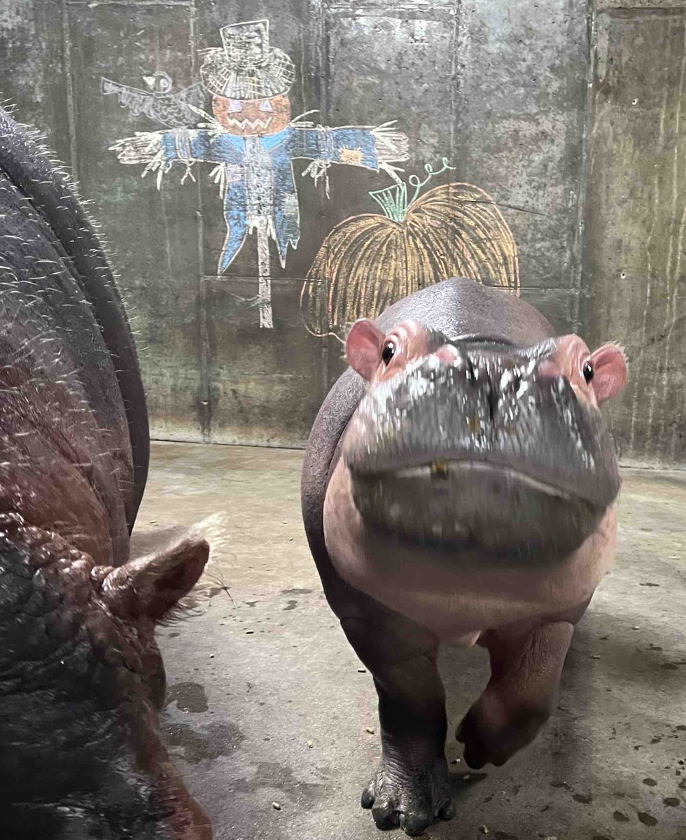 CincinnatiZoo's tweet image. Fritz celebrates fall! 🍂