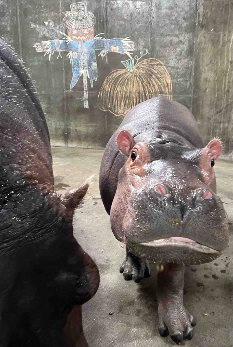 CincinnatiZoo's tweet image. Fritz celebrates fall! 🍂