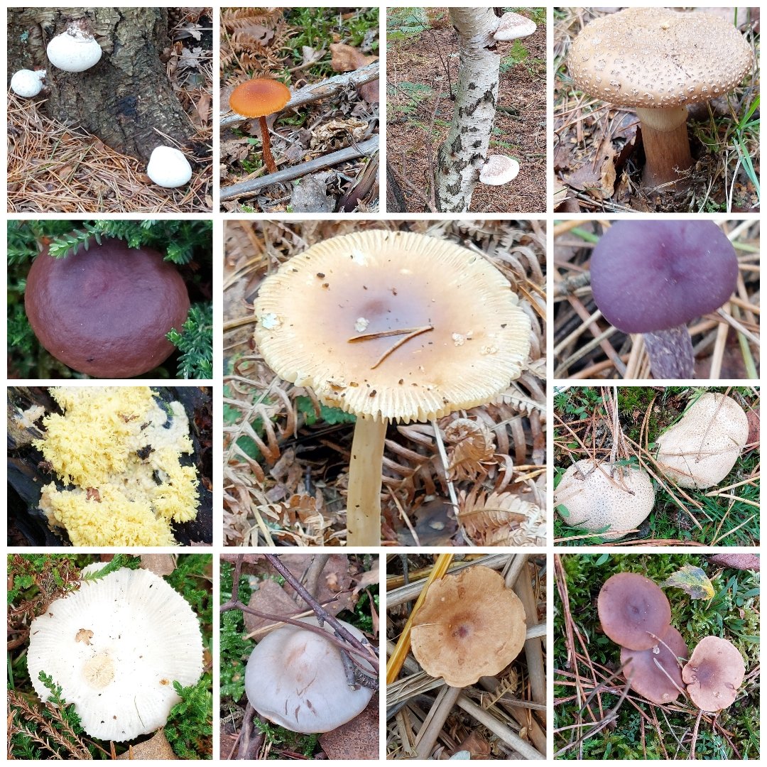 A good collection of fungo at Dersingham Bog this afternoon. #fungi #norfolk #autumn