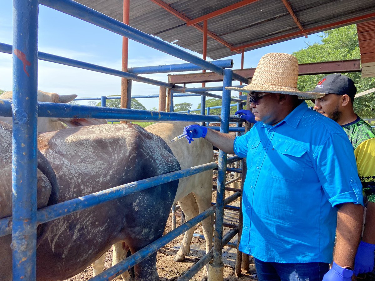 2° ciclo de vacunación contra la fiebre aftosa. En pro de cuidar y mantener los rebaños de los productores del sector Agropecuario de nuestros Municipio Achaguas ❤️