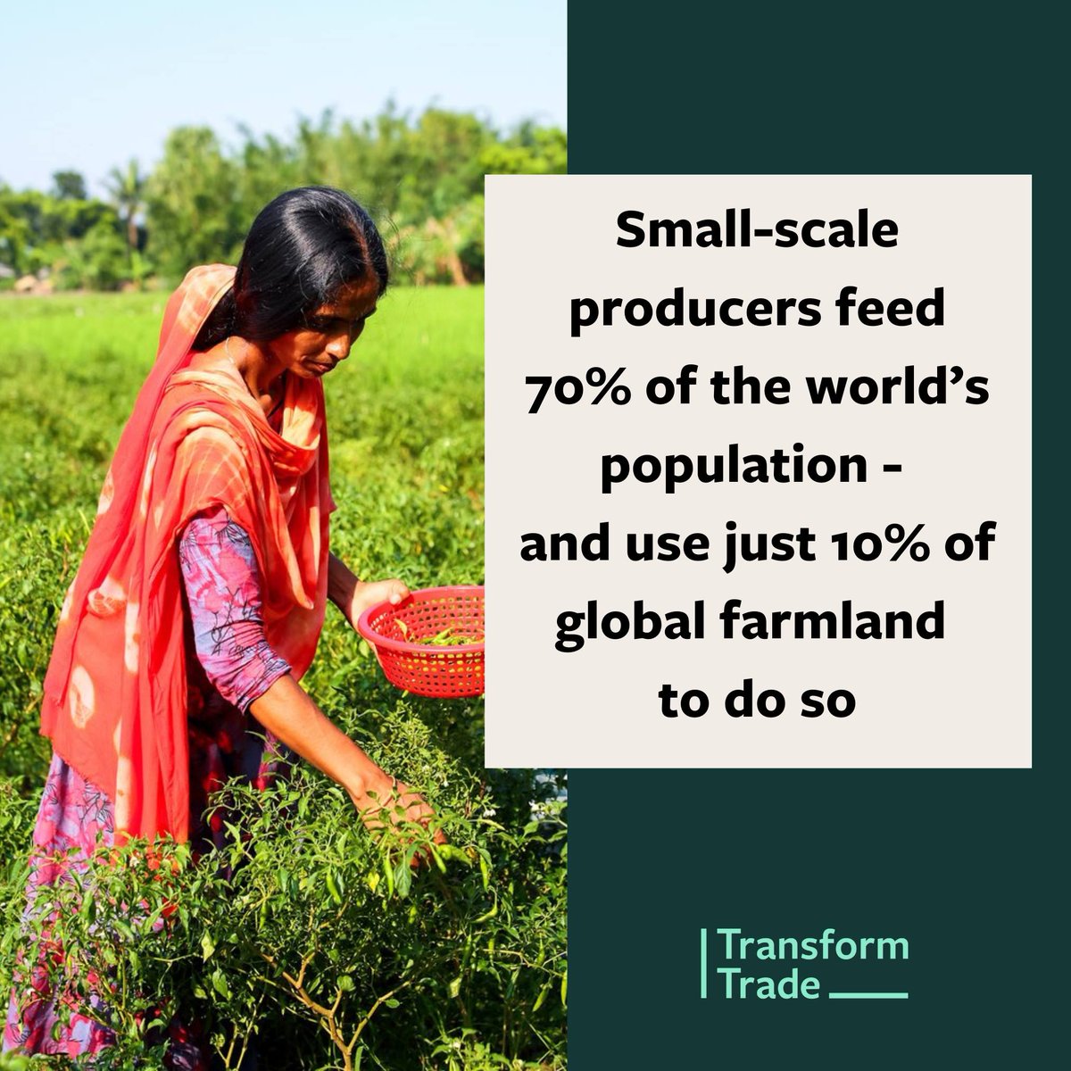 Small-scale producers = BIG impact! 🌍 Feeding 70% of us on just 10% of global farmland. This #WorldFoodDay, let's remember to champion the heroes behind our meals. 🌾 

#FairTrade #FoodForThought