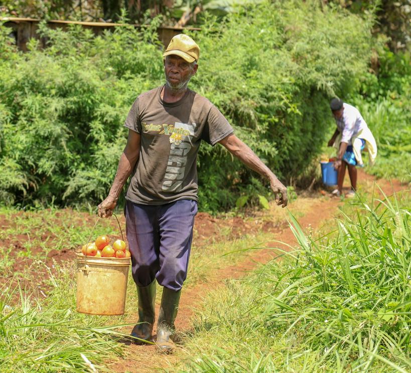 mawondo_'s tweet photo. 🍅 Dive deep into tomato farming in Kirinyaga County! Join us on #FarmingToday at 7:30 p.m. for an insightful episode. #KenyaHorticulture
#TomatoTalk @ItsElijahMwangi #TV47
#FarmingToday https://t.co/wV7SFTRgRB