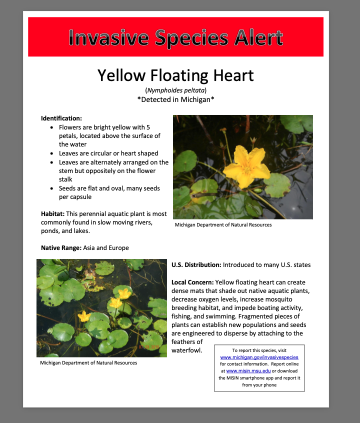 Yellow floating heart is a menacing aquatic plant. Dense mats block flow, impede navigation, increase mosquito activity, and kill native #aquaticplants.  

Keep an eye out for this one - and report to your local extension office if you find it.

#MAPMS