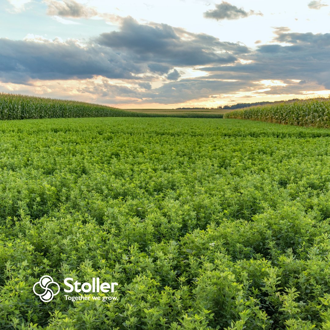 Stoller has excellent solutions for alfalfa, western Oregon grass seed, and winter wheat. Use X-Cyte™, Bio-Forge® Advanced, and Fortified Stimulate Yield Enhancer® Plus for maximum yield potential and quality. Learn more here: hubs.la/Q025bk-70
