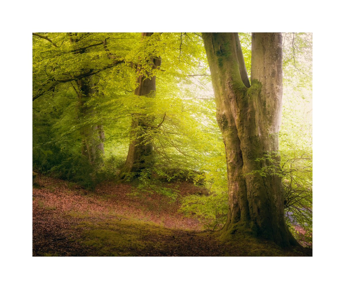 BREATHE Watch the video here👇 INCREDIBLE TREESCAPES - Mindful woodland photography youtu.be/dpiMkMTwjJk #woodland #morninglight #appicoftheweek #trees #Nikon #z7 @UKNikon