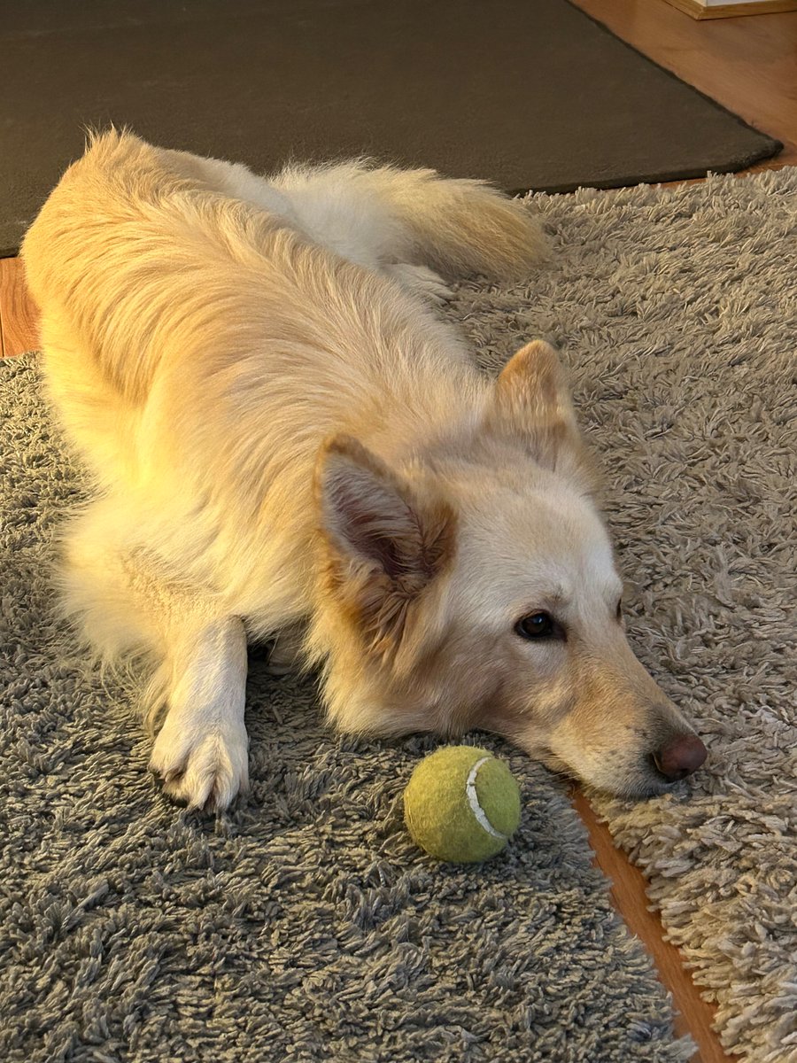 Freya2020@whiteshepherds tweet media