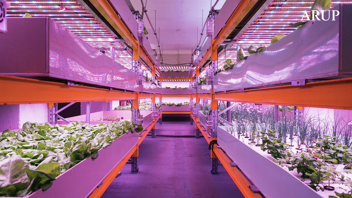 How can we combine the next generation of food growing technologies with abandoned and disused buildings? Using four different case studies, we explore the potential of disused buildings to improve food resilience, social cohesion, and our environment: bit.ly/48P7aip
