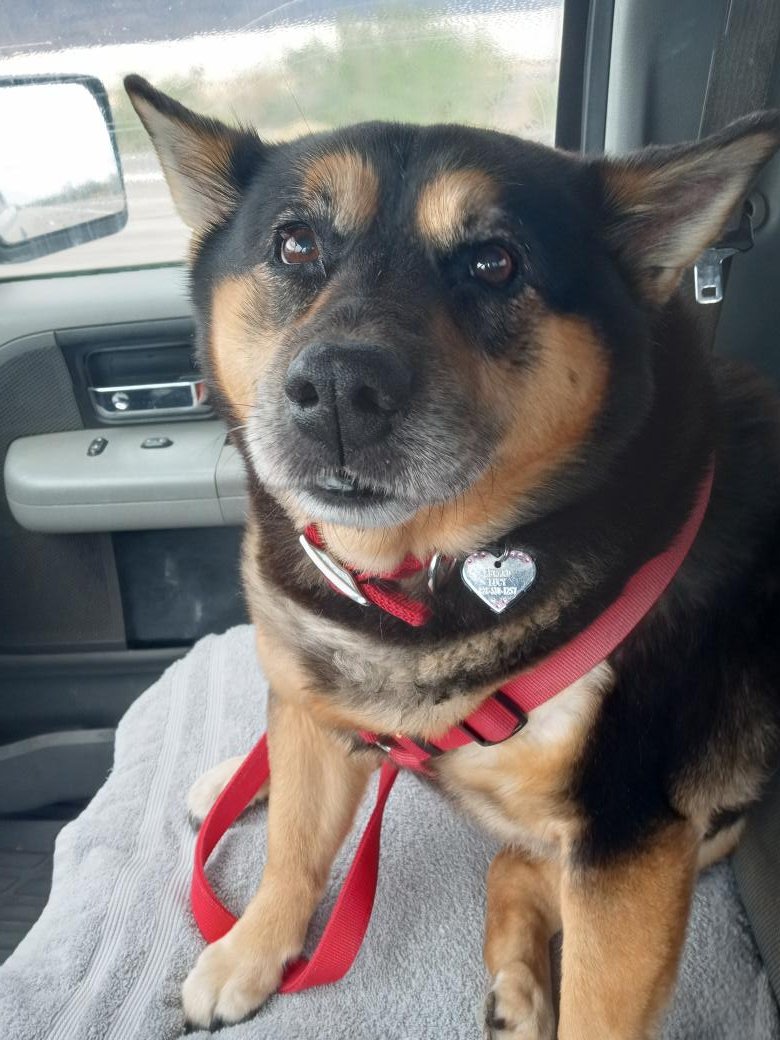 DogUniverseOL's tweet photo. #doglife #cutedoggy #happydog #adventurousdog #dogdad #famousdogs #PrincessLucydaily https://t.co/iNoUCnm9tj