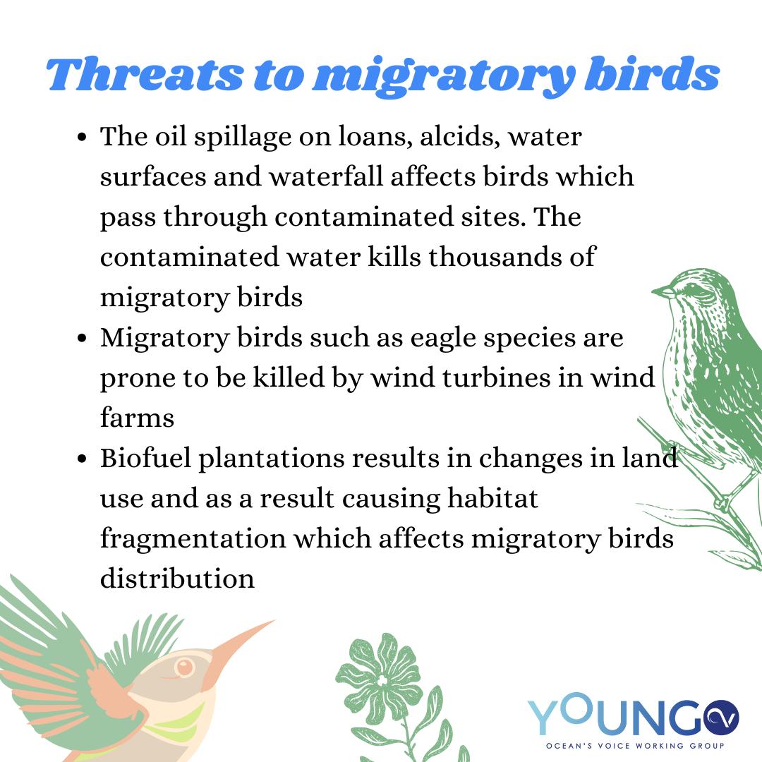 Oceans_Voice's tweet photo. Today is World Migratory Bird day! 

#conservationsofmigratorybirds
#reduceextinctionofendangeredspecies
#worldmigratorybirdday #youngo https://t.co/br8I9tG83e