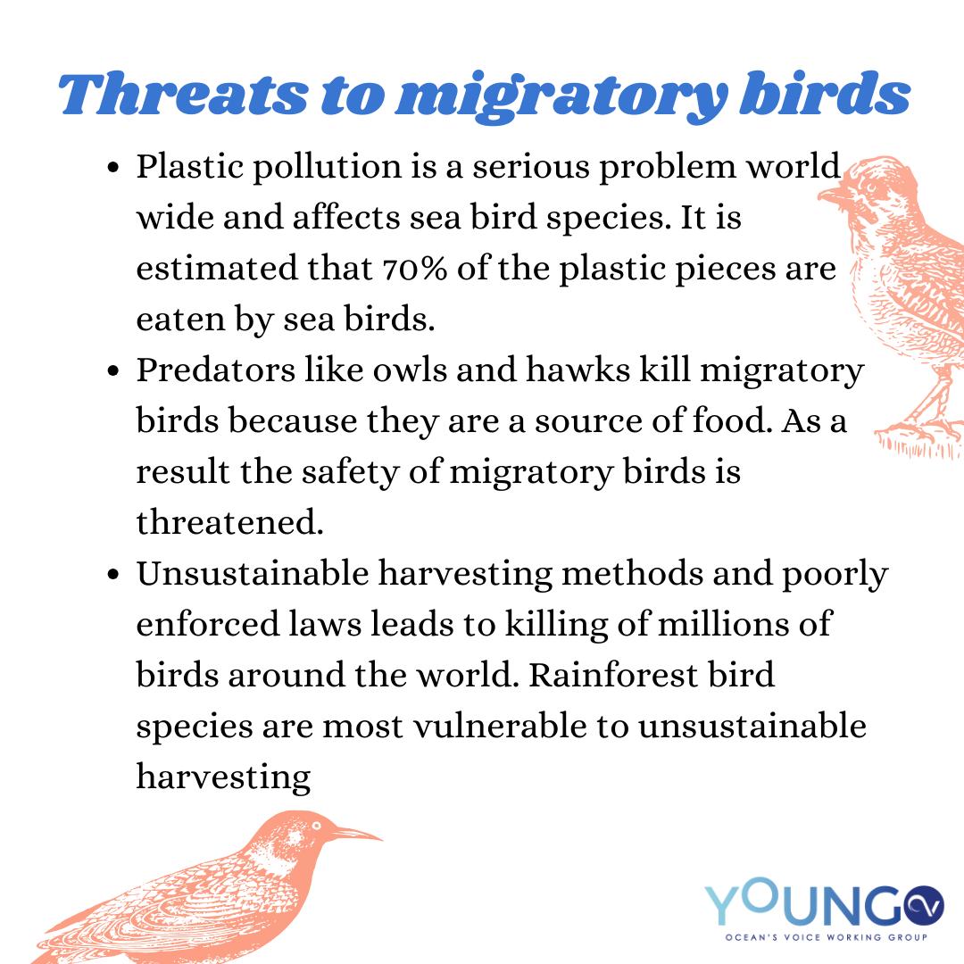 Oceans_Voice's tweet photo. Today is World Migratory Bird day! 

#conservationsofmigratorybirds
#reduceextinctionofendangeredspecies
#worldmigratorybirdday #youngo https://t.co/br8I9tG83e