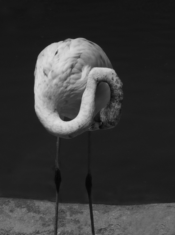 Many thanks to wonderful photographer <a href="/PhotoPimlapat/">Pimpic 📷🇹🇭</a> for collecting Flamingo #4 from secondary. Am honored to have it in your collection. And thank you @photo_nft0 for listing it!