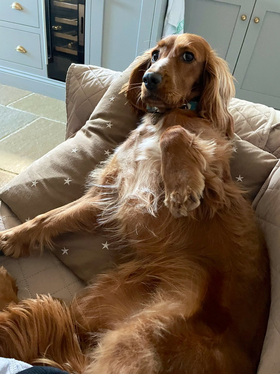 doggiemax7's tweet photo. What do mean it’s my annual check up with the vetty man tomorrow 😱😱😱

What have I done to deserve this indignity 😳😳
#Coco
#vetcheck
#eekkk https://t.co/RganYYOBbt