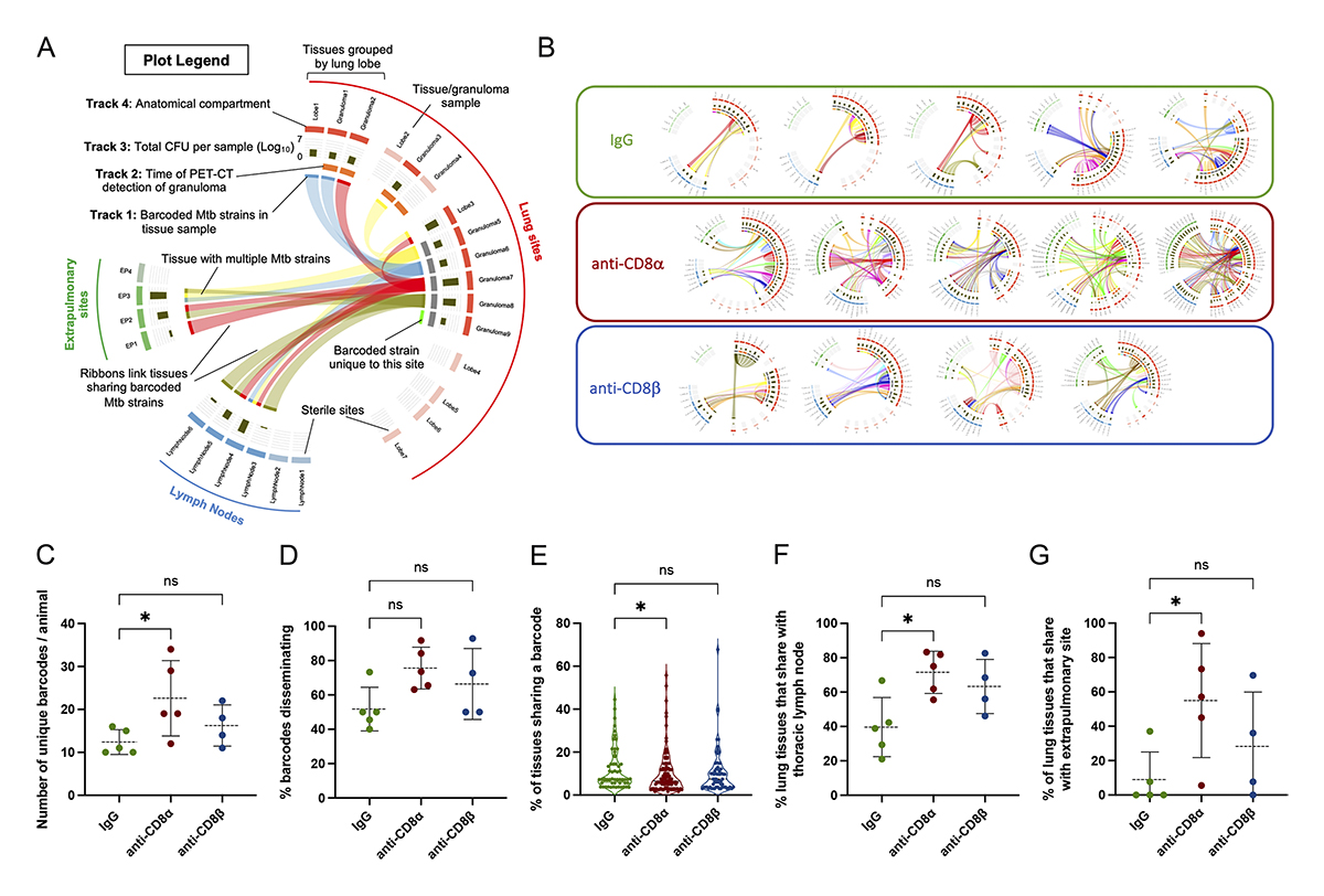 Winchell, Nyquist, Lin, <a href="/joanneflynn19/">joanne flynn</a> et al. <a href="/PittHealthSci/">Pitt Health Sciences</a> demonstrate that CD8+ lymphocytes play a critical role in limiting early Mycobacterium #tuberculosis infection and spread within lungs and lymph nodes in a non-human primate model. bit.ly/46P4cZo 
#TB