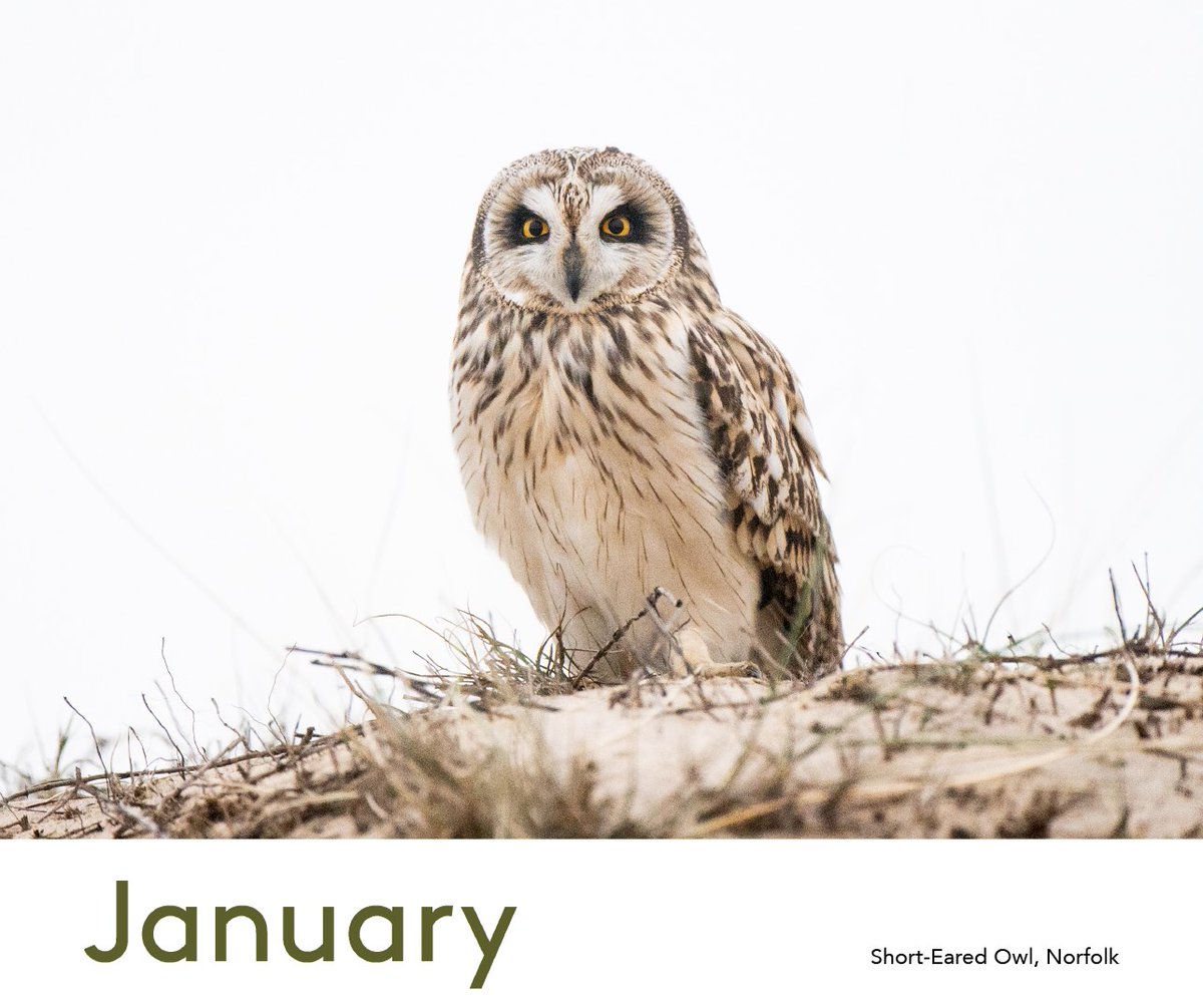 The first image in next year's calendar is a short-eared owl. We are currently having an influx of these winter visitors in Norfolk, with lots being seen coming in off the sea over the last few weeks. You can buy the calendar on my website or drop me a message.