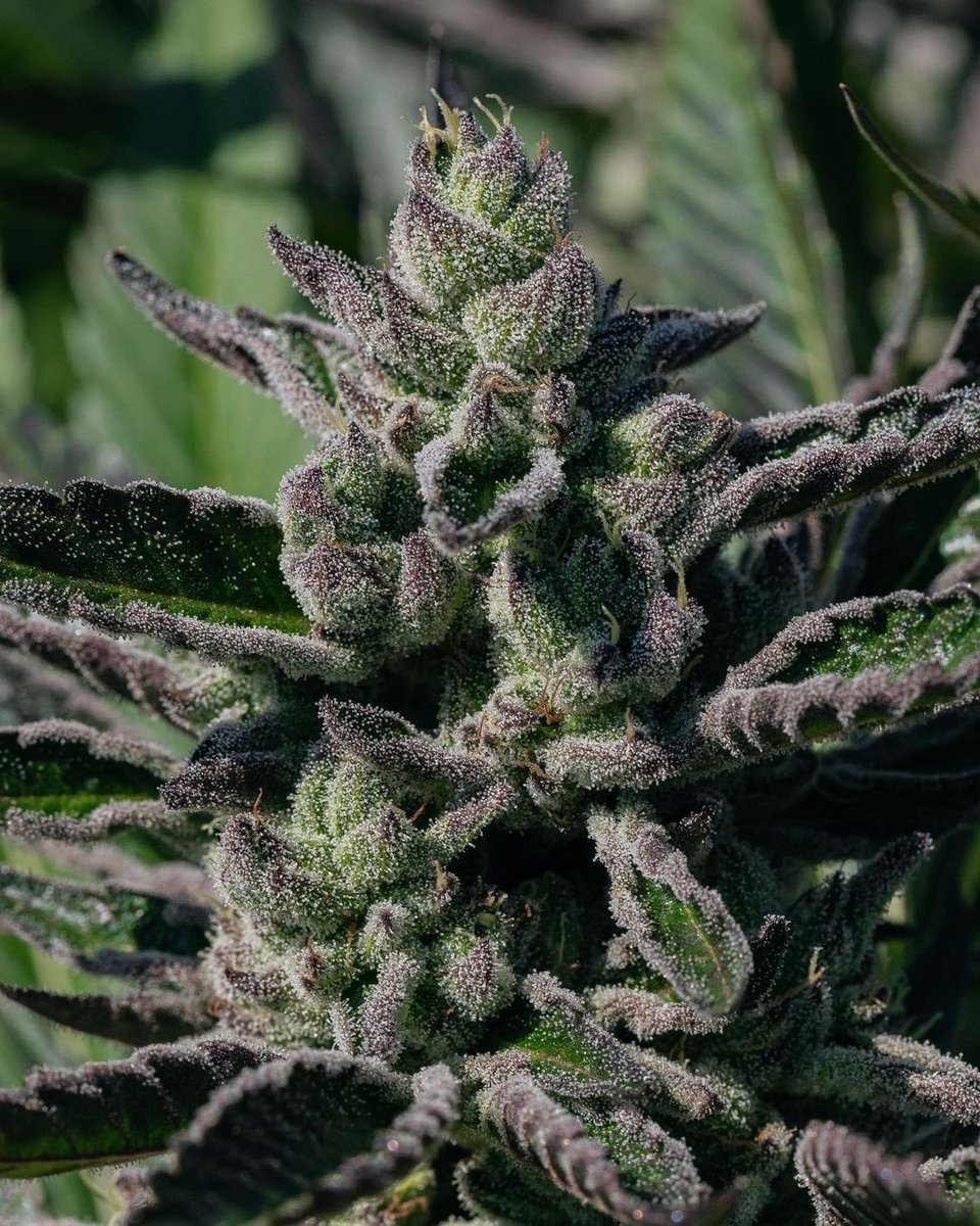 🌿 We love the colorful, trichome-rich look of this Humboldt County cannabis grown by @ridgelinefarms 🌄 Fed a strict Advanced Nutrients diet, these buds represent the pinnacle of what skill and science can achieve together. Click the link in our bio to create a feeding program