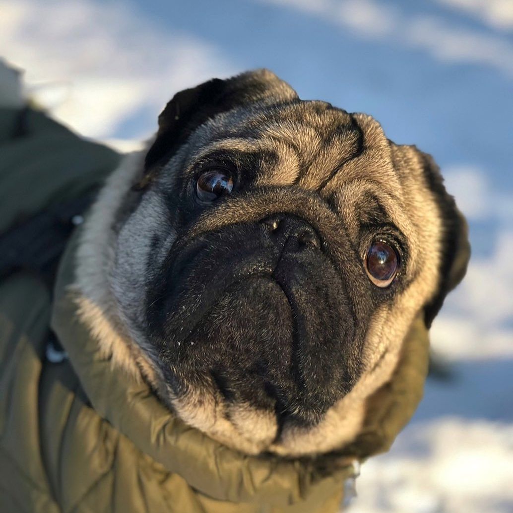PugLovers80210's tweet image. Pug life: where every day is a new adventure. 🌟🐶&quot; /
#puggo #pugster #pugglestruggle #pugscorner #pugglestruggle #pugsproud #pugglelife #lovepug #pugglestruggle #хтивийпонеділок