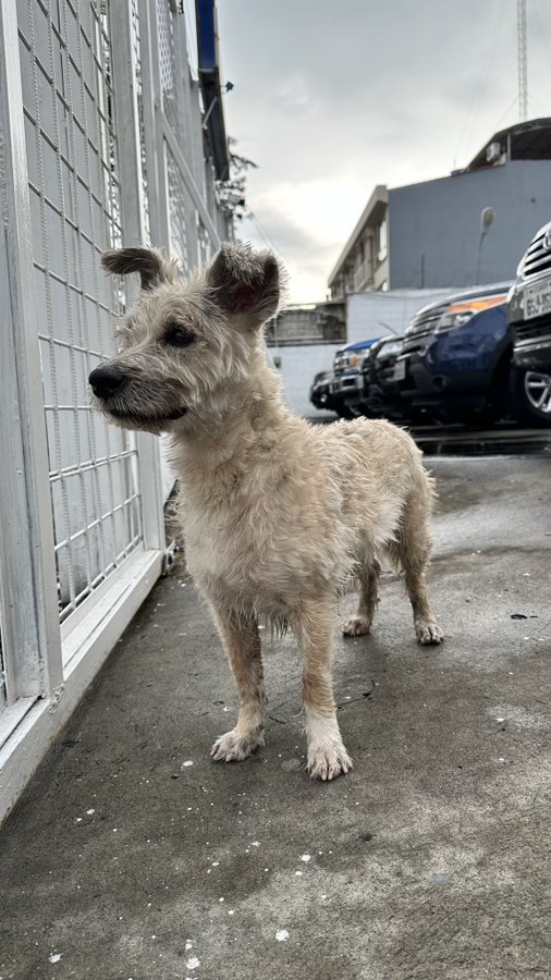 SE BUSCA A MILO, se perdió hoy, al medio día, en la Garzota hoy al medio día.
Tiene un collar de Batman y responde a su nombre.
Por favor, RT.