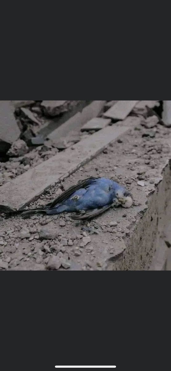 AlaaEzzat324's tweet photo. Ne çocuk ne de hayvan kurtuldu.🇵🇸
#GazaCity 
#FreeGaza 
#FreePalestine 
#Gaza_under_attack 
#Hamas 
#Israel 
#IsraelGazaWar 
#palastine 
#katilisrail 
#IsraelisISIS https://t.co/H8MgZTmt6R
