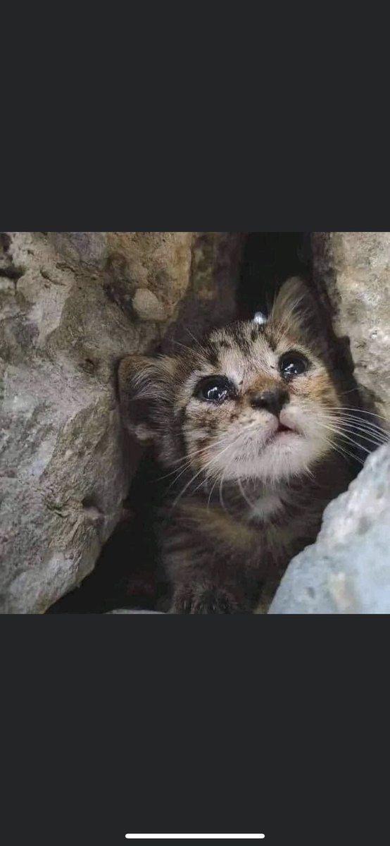 AlaaEzzat324's tweet photo. Ne çocuk ne de hayvan kurtuldu.🇵🇸
#GazaCity 
#FreeGaza 
#FreePalestine 
#Gaza_under_attack 
#Hamas 
#Israel 
#IsraelGazaWar 
#palastine 
#katilisrail 
#IsraelisISIS https://t.co/H8MgZTmt6R
