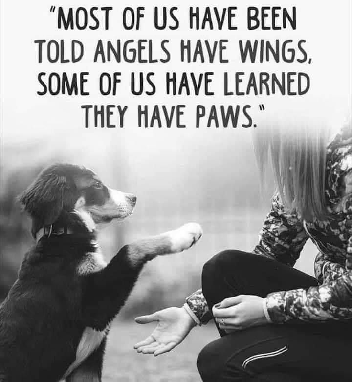 <a href="/Dalbodog/">The Dalbo Dog</a> 😔🙏