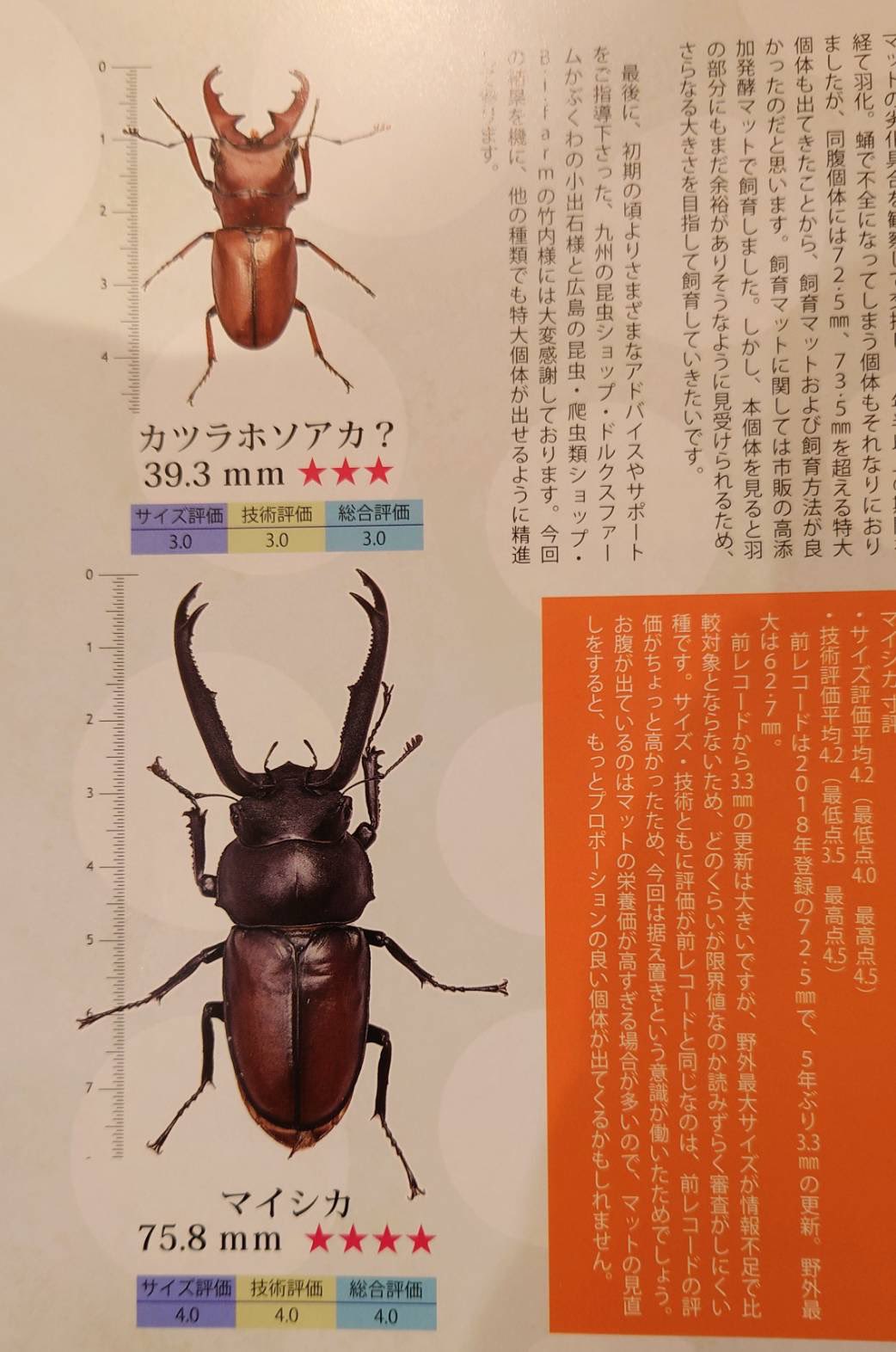 特大モンギローニホソアカクワガタ標本（超貴重） 特大モンギローニホソアカクワガタ標本（超貴重）