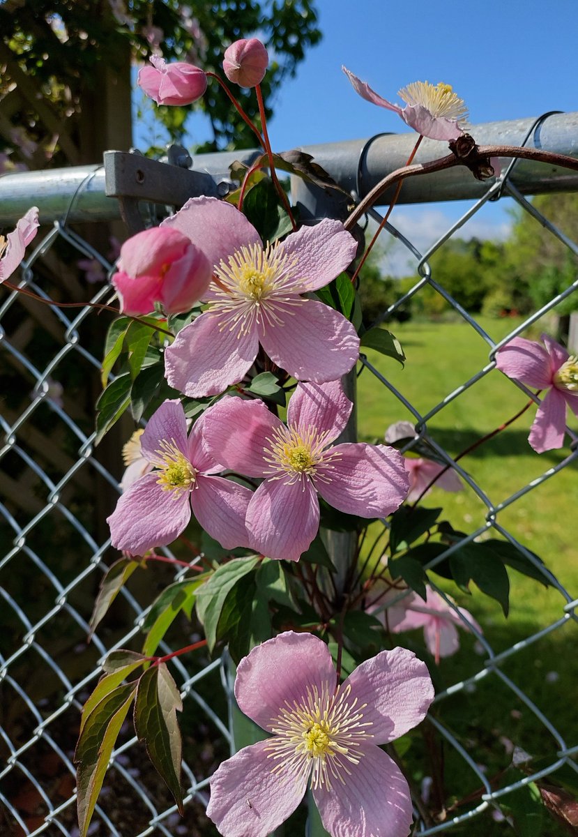 <a href="/ilenagm/">🌱Ilena Gilbert-Mays🌸</a> Snap!😄 Spring here but.