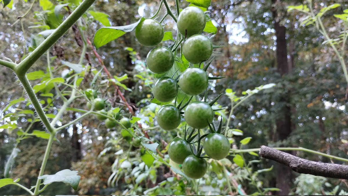ryangilchrest's tweet photo. Weather keeps getting cooler, which means I have hundreds of green tomatoes to harvest in the next week or two. They'll ripen just fine inside a paper bag.

Been quite a productive season in the sideyard garden. Can't wait to get started all over again in February. https://t.co/jEIjP7Hx1l