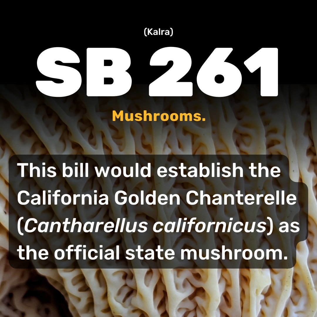 calparks's tweet photo. π Guess what's sprouting as CA's newest state symbol? Thanks to Asm. @Ash_Kalra & #AB261, the California Golden Chanterelle is now our official state mushroom! A win for biodiversity and a celebration of the flora and fauna of our state. https://t.co/fM7nMtyQQQ