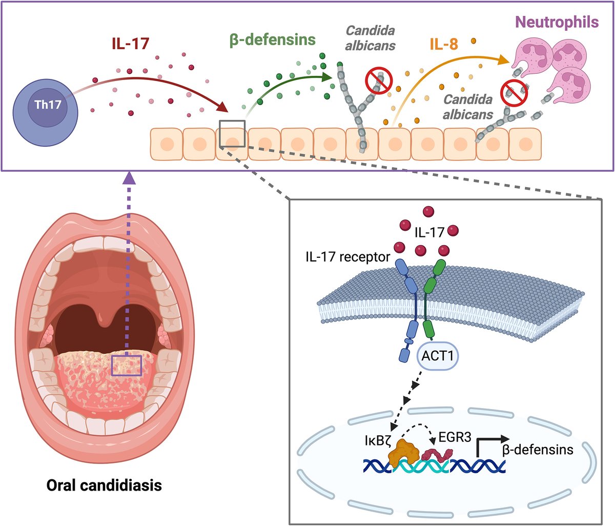 Delving into the adytum of the IL-17 defense pathway. Hajishengallis <a href="/Penn/">Penn</a> highlights work of @taylor_tct @slg1717 unveiling the IκBζ protein as an indispensable transcription factor in IL-17-activated anti-fungal defense cell.com/cell-host-micr…