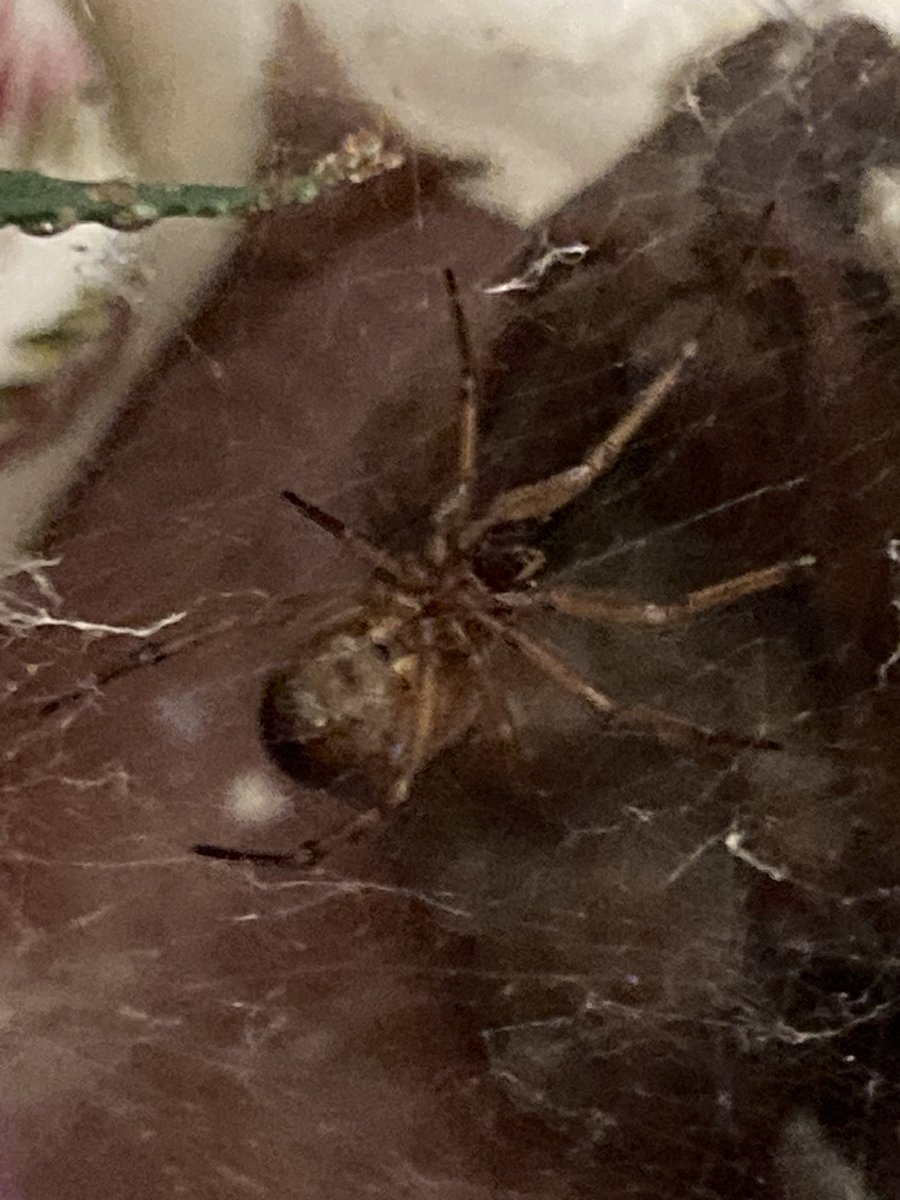 LunaRaye's tweet photo. My study buddy - false widow I think #Arachtober #Spiders #FalseWidow https://t.co/gKuBl9htw7