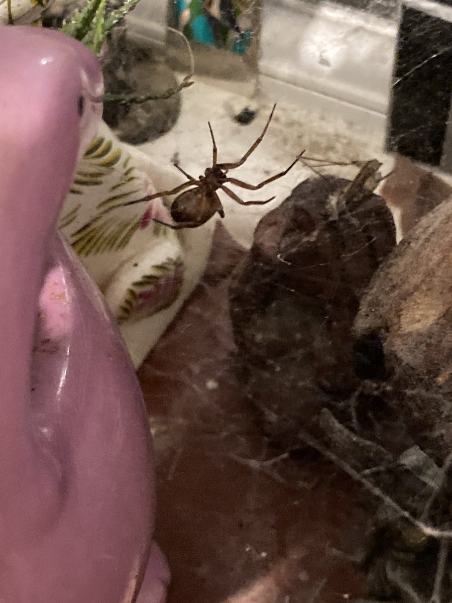 LunaRaye's tweet photo. My study buddy - false widow I think #Arachtober #Spiders #FalseWidow https://t.co/gKuBl9htw7