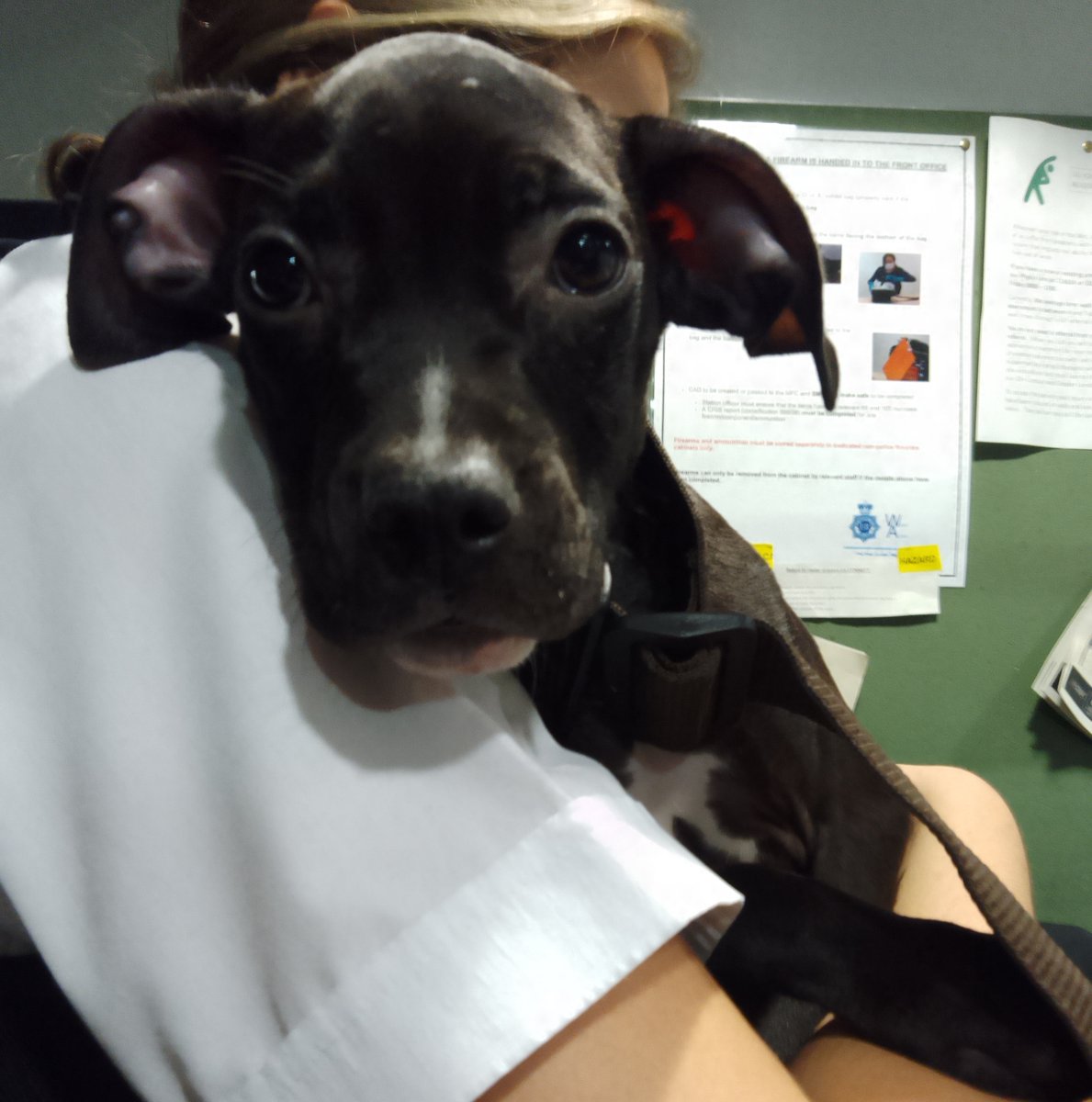 AdoptionsUk's tweet photo. Please retweet to HELP FIND THE OWNER OF THIS PUPPY FOUND #HAYES #HILLINGDON #LONDON #UK   Staffy Cross aged 8- 10 weeks, no chip, female, found 7 October. Now in a council pound, she could be missing or stolen from another region. Please share widely to help her get home. 
DETAILS👇 https://t.co/gvko0pjw8t
Not for adoption. Proof of ownership required.   
A stray dog will stay in a pound for 7 days. They can then be sent to a rescue shelter. If shelters are full the dog can be euthanised.   
#dogs #pets #Staffy #Staffie
@MissingPetsGB