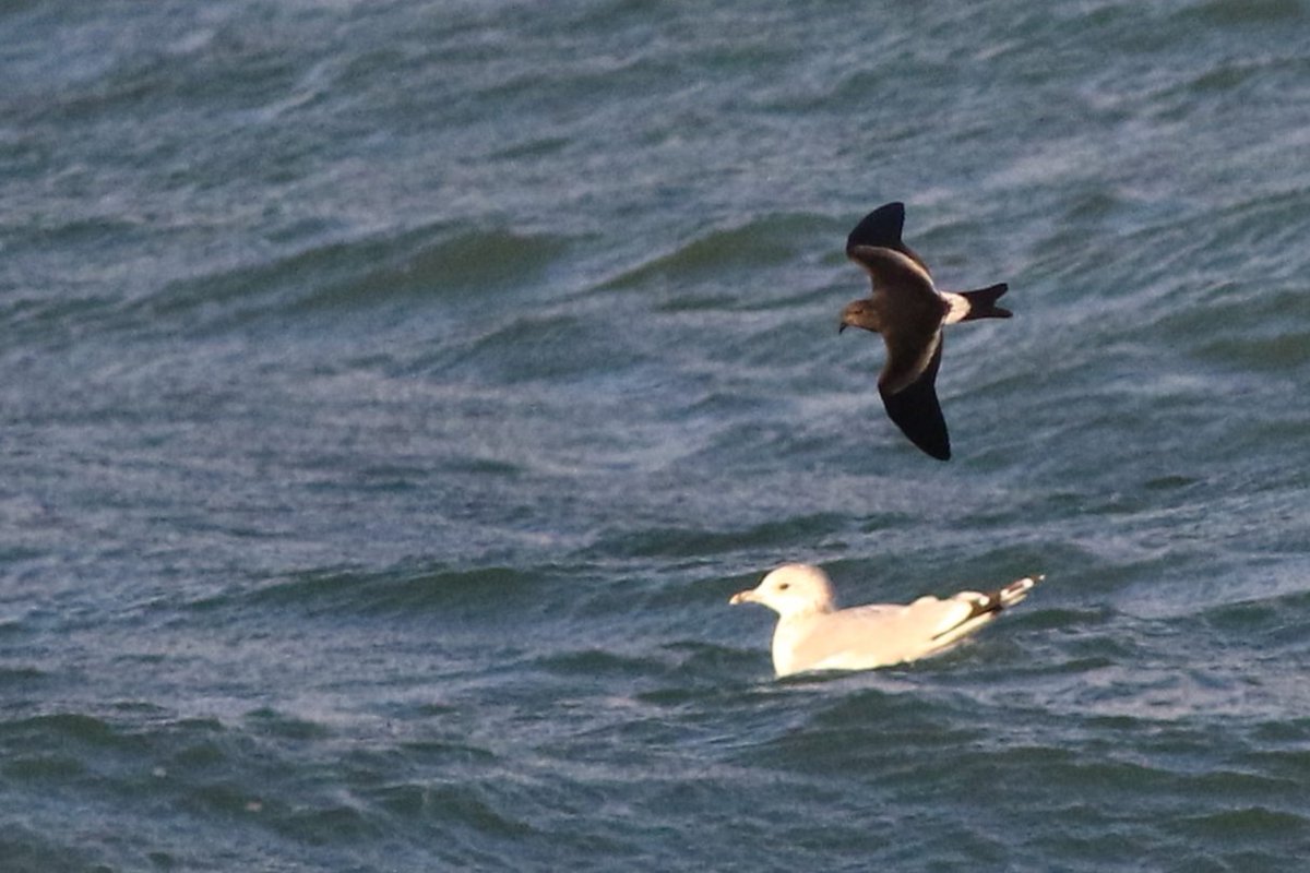 VerweijJochem's tweet photo. Had a realy nice day sea watching last saturday at #maasvlakte. With around 8 leach's petrels, 2 manx shearwaters, 3 sabines gulls, 3 sooty shearwaters, and 2 long-tailed and 4 pomarine skua's. This leach was the highlight of the day when it flew realy close by. #leachspetrel https://t.co/suFQiaQI1F