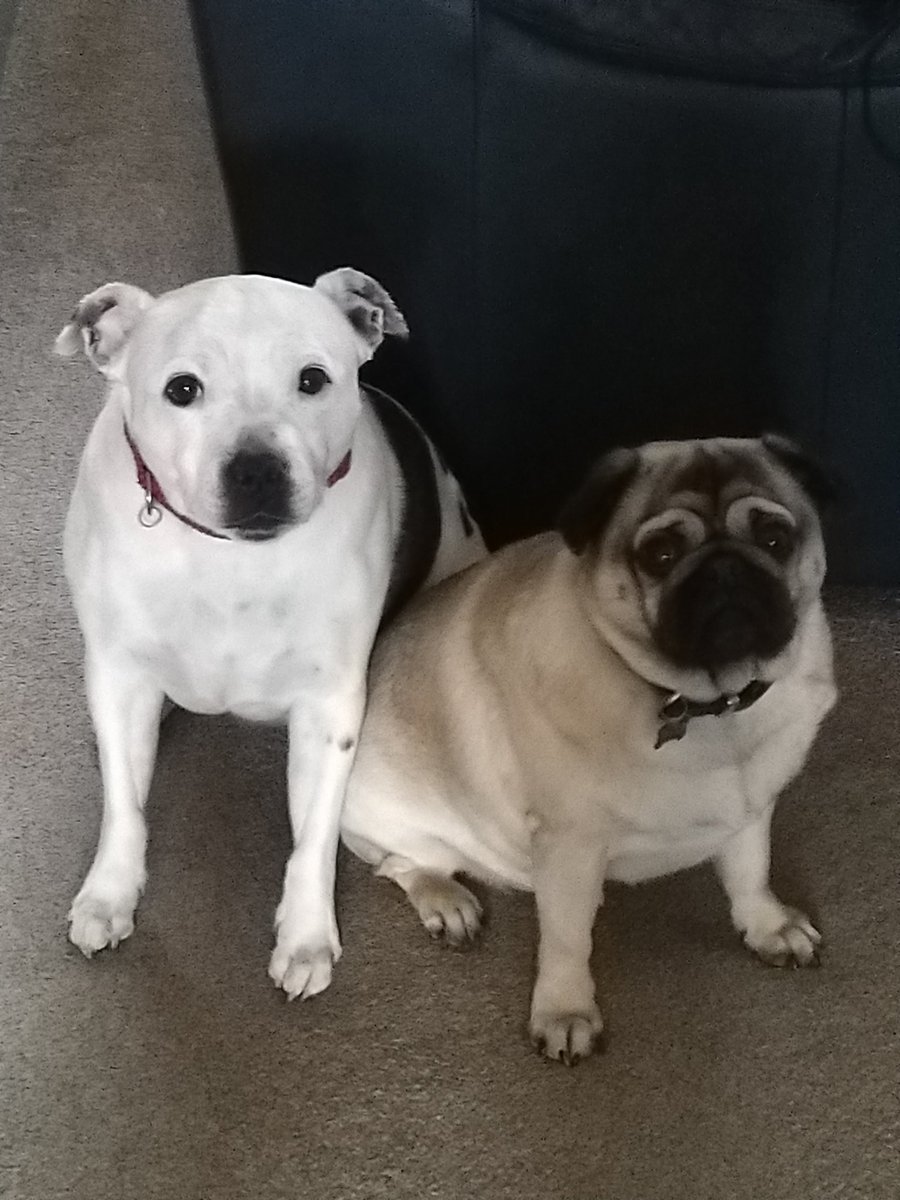 pugcalledMelvin's tweet photo. Sadly today our beautiful girl Coco passed away. She was a sweet girl who just loved to sunbathe. https://t.co/C4WPkT3qPa
