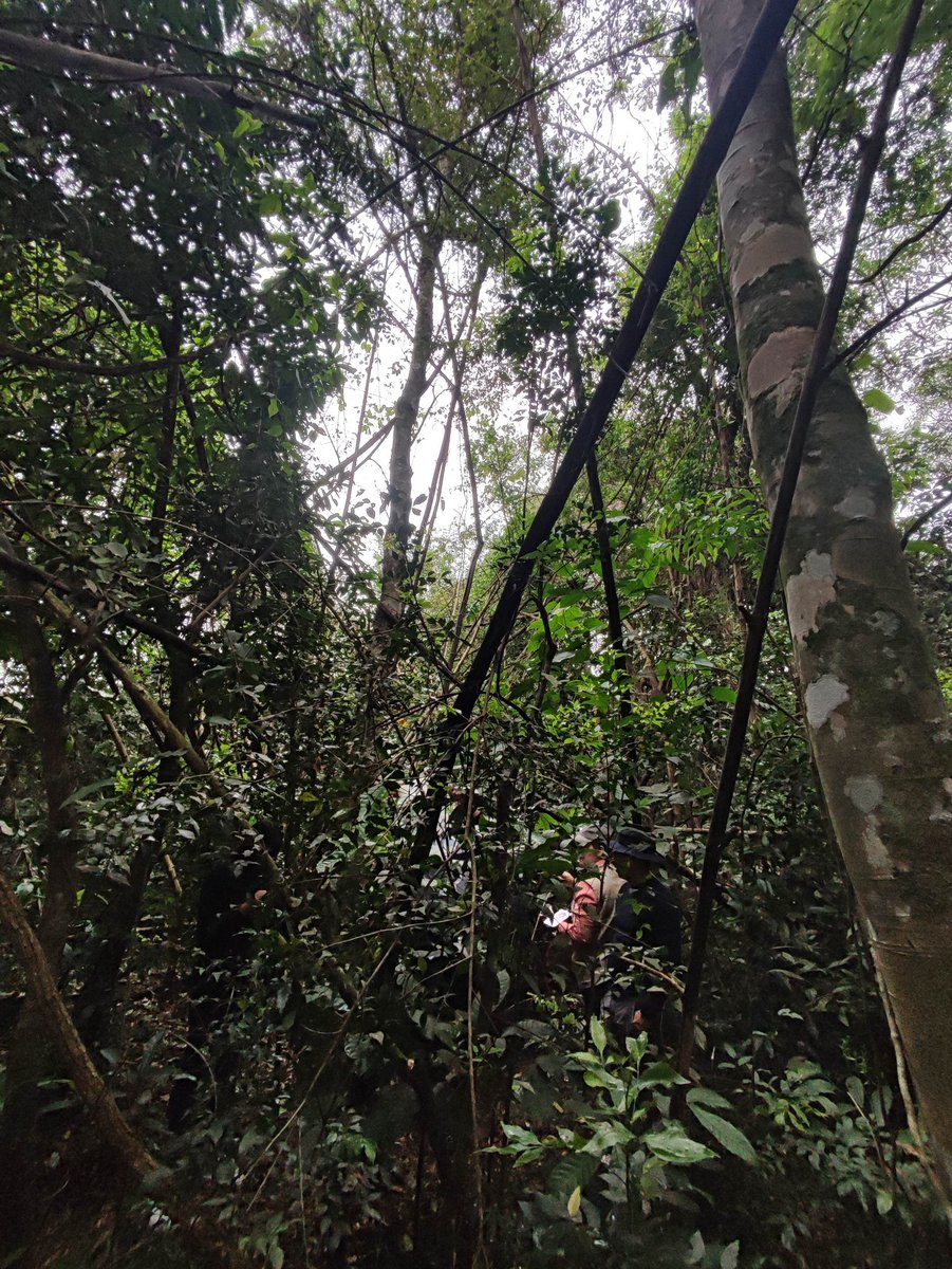 Se realizó la  capacitación práctica para fortalecer la vigilancia y control de las leishmaniasis, participaron representantes de Costa Rica, Panamá, Honduras, Perú, Paraguay  paho.org/es/noticias/11…