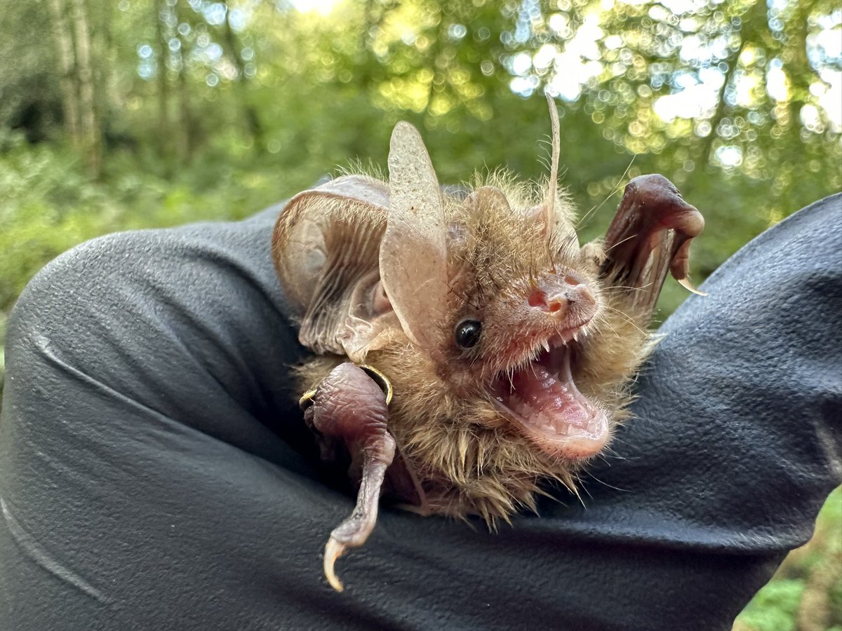 CmMontauban's tweet photo. Weekend bat box monitoring to end the UK bat season 😍 https://t.co/vfoOca7x8j