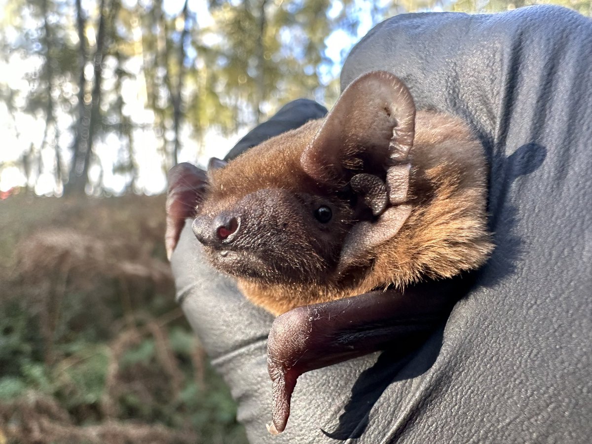 CmMontauban's tweet photo. Weekend bat box monitoring to end the UK bat season 😍 https://t.co/vfoOca7x8j