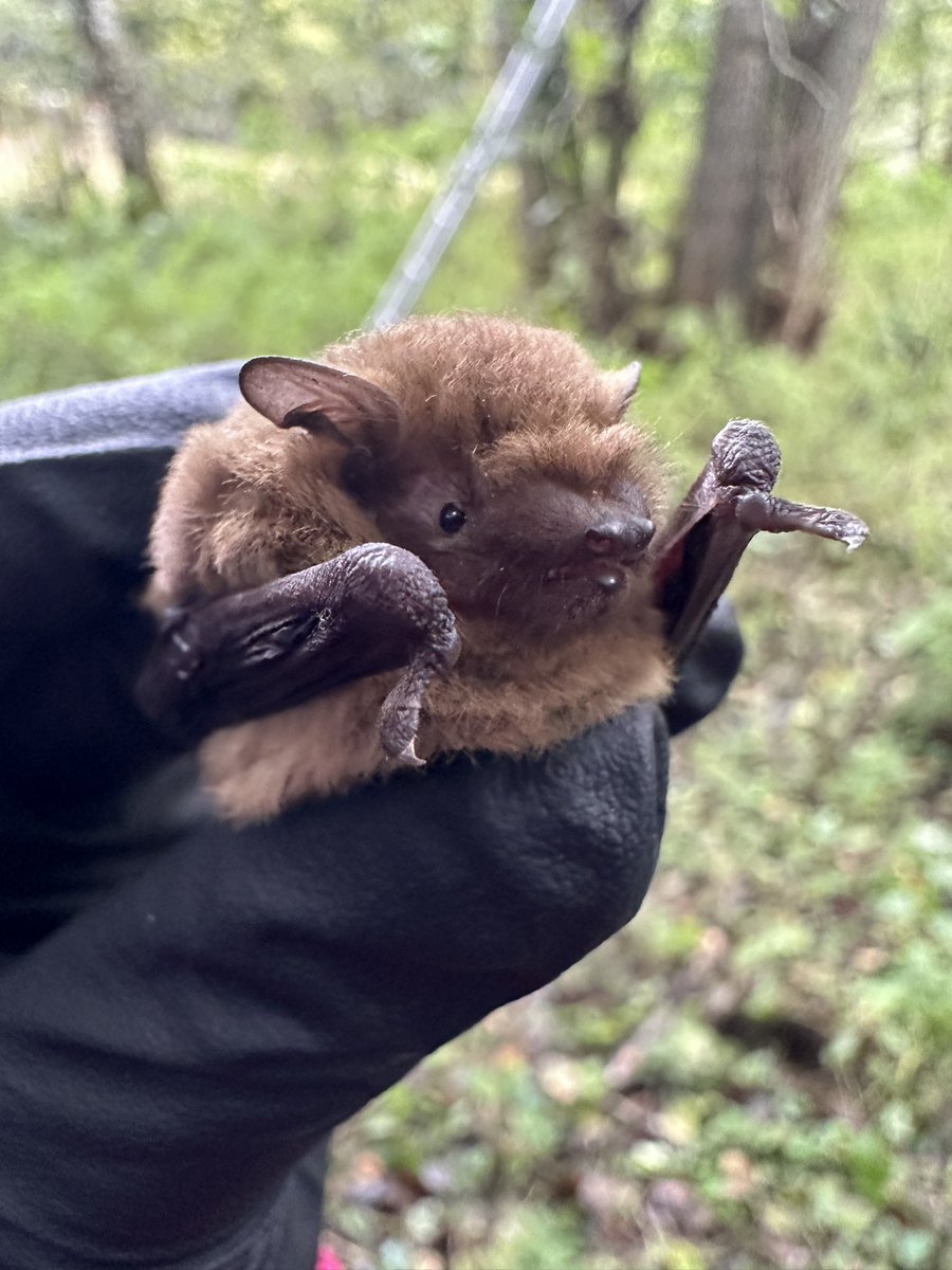 CmMontauban's tweet photo. Weekend bat box monitoring to end the UK bat season 😍 https://t.co/vfoOca7x8j