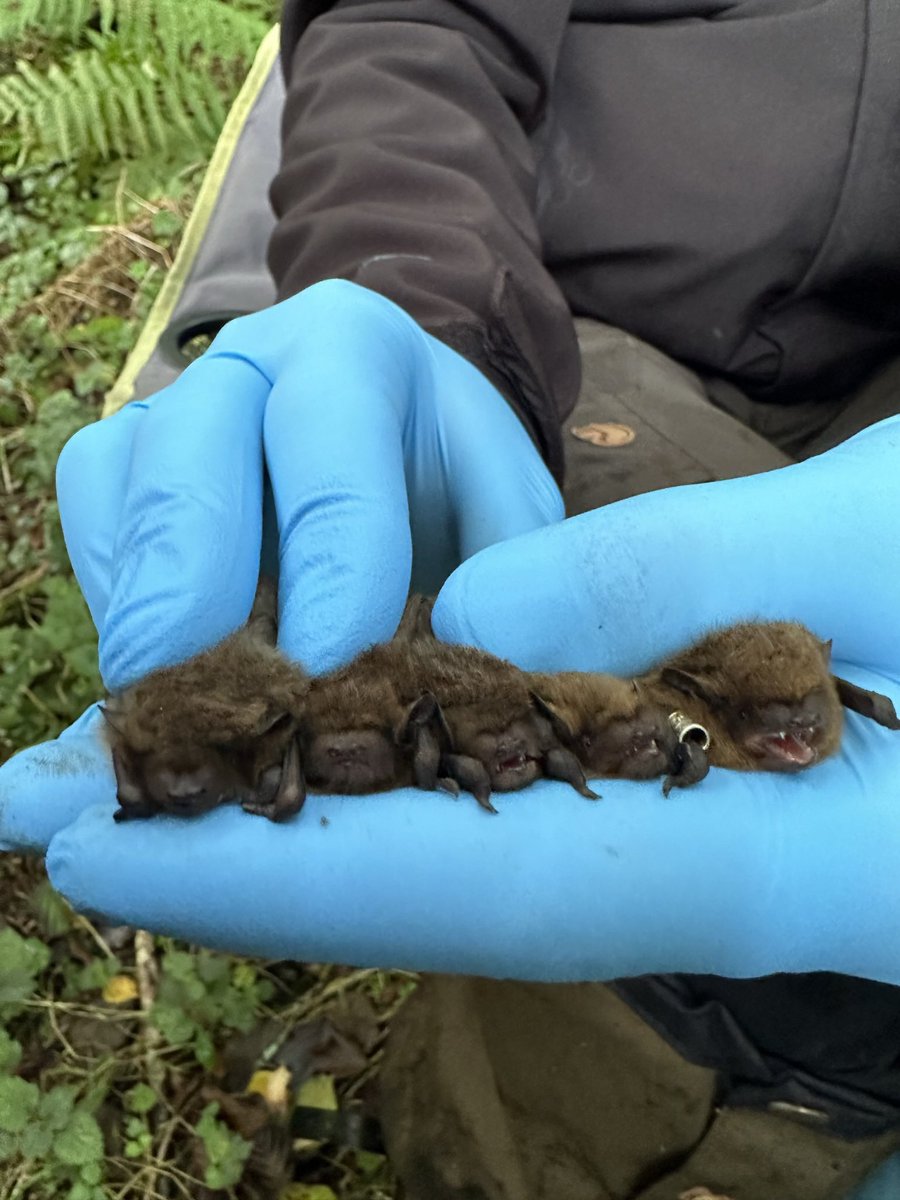 CmMontauban's tweet photo. Weekend bat box monitoring to end the UK bat season 😍 https://t.co/vfoOca7x8j