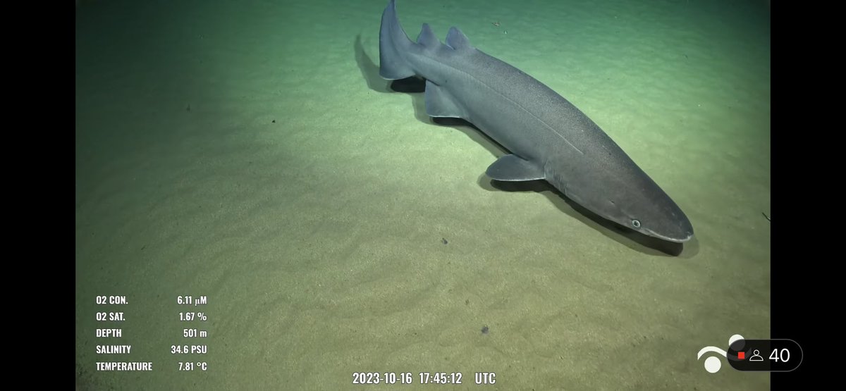 Happy Prickly Shark Monday. 🦈 @SchmidtOcean #CliffReefs