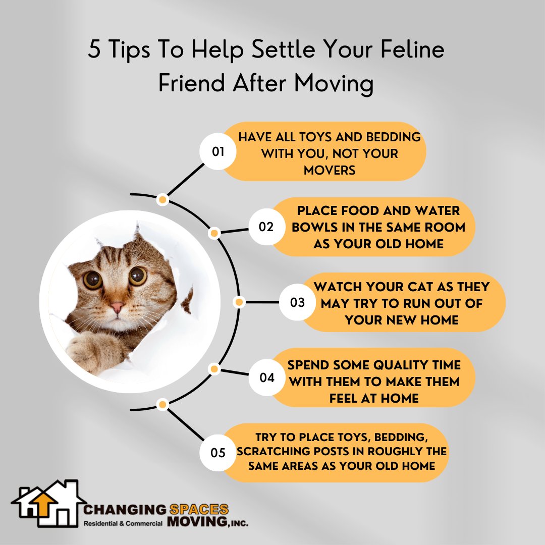 Today is Global Cat Day -- a day meant to celebrate cats and protect those who may not have a home. To show our appreciation of the many feline friends out there, here is a list of ideas to help your furry friend adjust to a move. #GlobalCatDay #ChangingSpacesMoving
