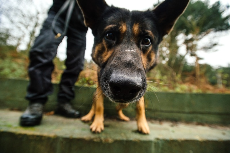 Humberbeat's tweet photo. 🚨🐾 Hey you! Don't forget it's our #CareersInPolicing event tomorrow night. Who 'nose' what career is waiting for you...
🎟️SOLD OUT🎟️, but you can still join us: https://t.co/xs7TMGalKD
#Careers #Policing #Event #Recruitment #TeamHumberside #DogUnit #PoliceDogs https://t.co/1imGKdWecY