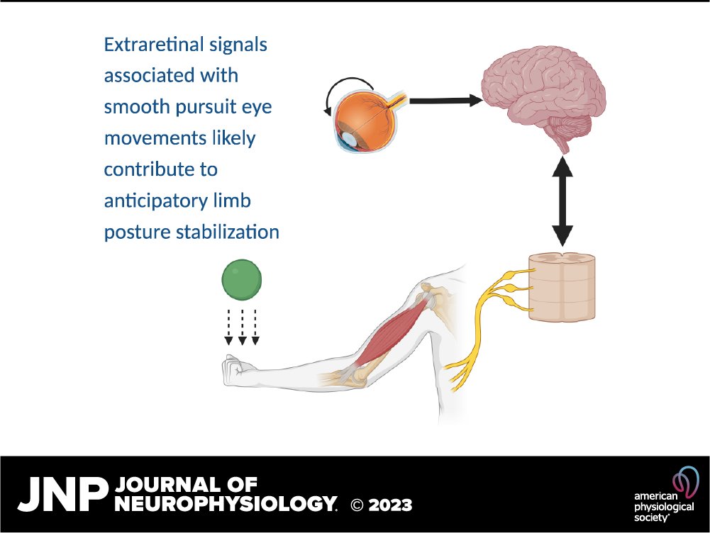 🔓#FreeArticleOftheWeek @oindsi et al. show for the first time that smooth pursuit 👁 movements (SPEMs) play a role in the modulation of anticipatory control of ✋ force to stabilize posture against contact forces
🖱ow.ly/zyJT50PNRfu
@TarkeshRSingh #visuomotor #extraretinal