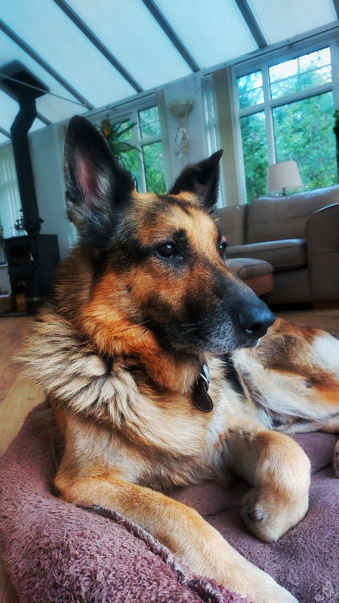 RhysItzz's tweet photo. My baby did Sam #GermanShepherd #FYP #edits https://t.co/Mkm7wuAAOt