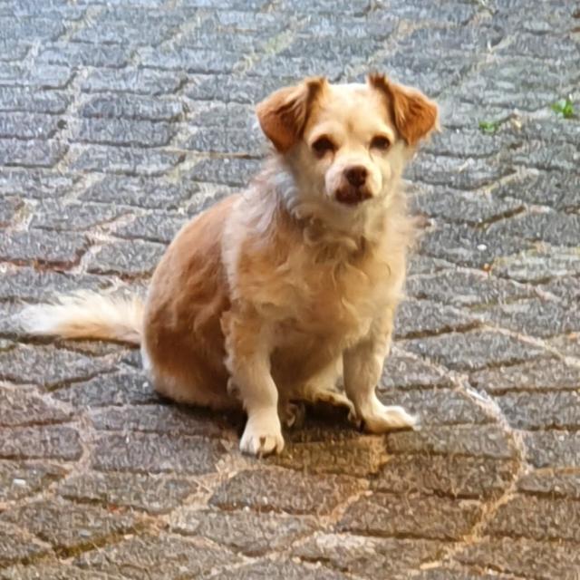 15 jaar heeft Floortje bij ons de dienst uitgemaakt en was ze vaak onopvallend aanwezig. De laatste tijd werd alles,  behalve eten,  steeds moeilijker. Vorige week was ook het eten niet meer mogelijk. Vrijdag de 13e is ze ingeslapen.  We missen haar enorm,  maar het is goed zo.