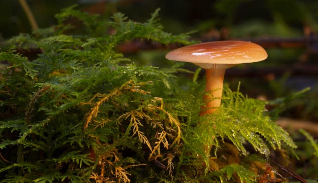 A FEW MORE MACRO IMAGES  -   The Art of Shooting Up Close & Mushroom Painting -  Happy Viewing - Donadea Forest Park, Co. Kildare.     #art  #artists  #photographers  #creativity  #climatechange #GlobalWarming  #Sustainability  #Ireland  #dublinireland #rugbyworldcup2023france