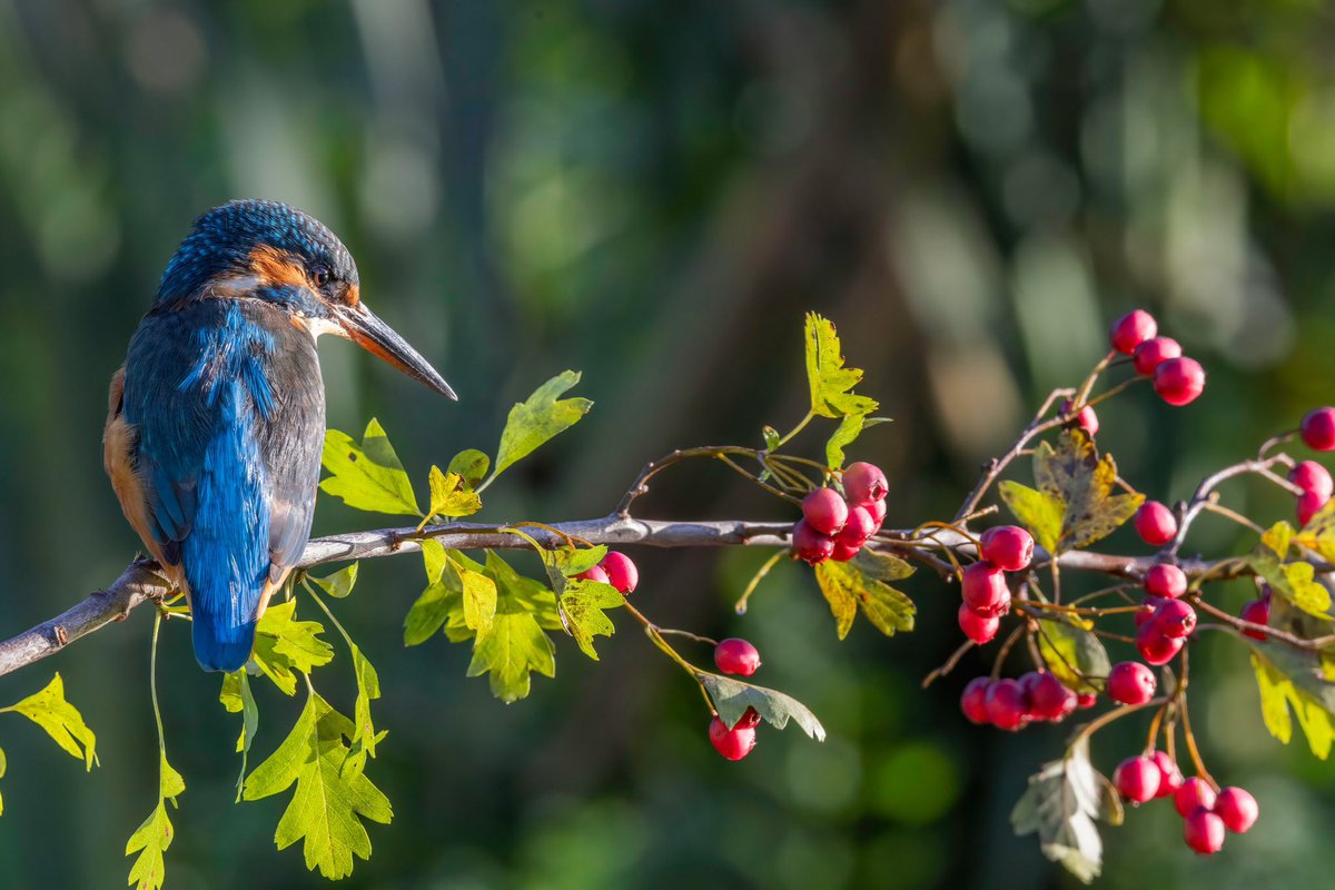 Kingfisher and berries